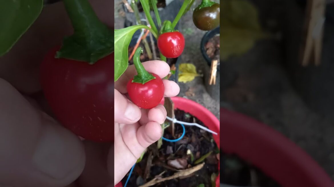 Sweet Cherry Peppers. #hobby #garden #pepper #fyp #shorts Sweet Cherry Peppers. #hobby #garden #pepper #fyp #shorts