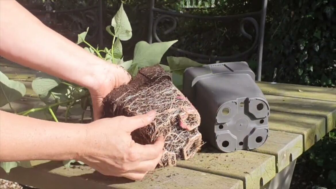 Créer un potager dans un petit espace