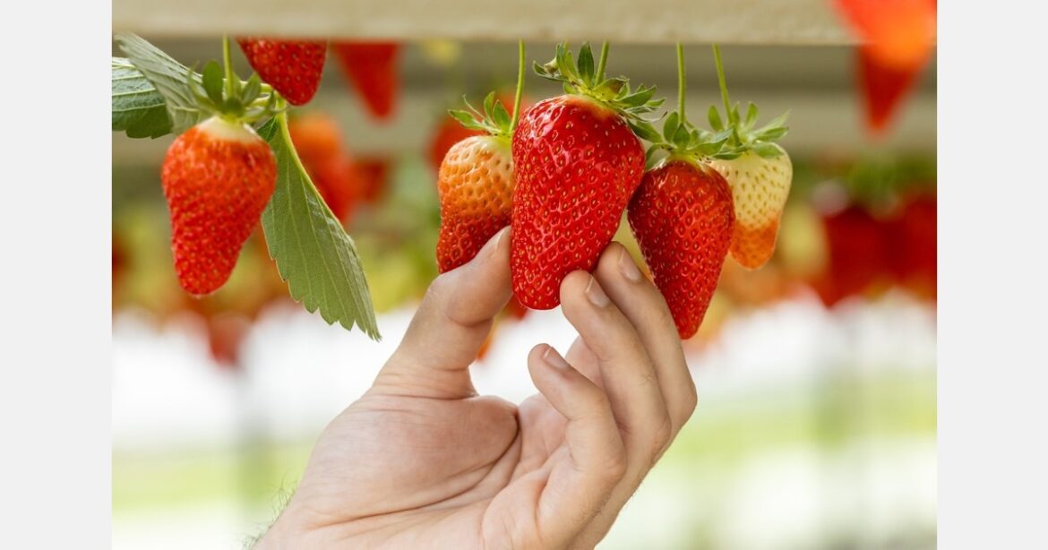"Maintaining a consistent level of remuneration for producers to ensure the long-term future of the French strawberry sector"