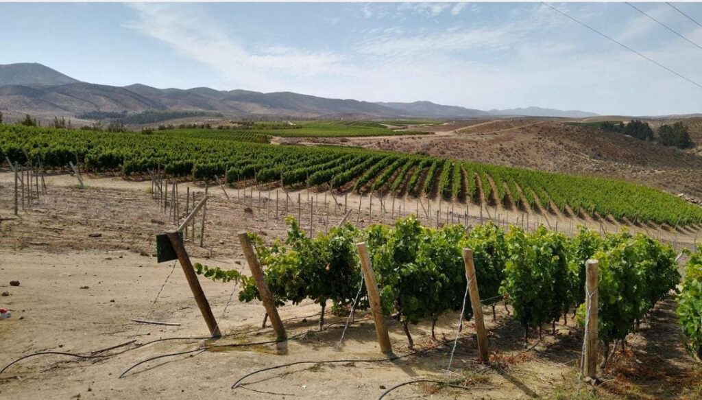 The Hidden Force Behind Exceptional Chilean Wine