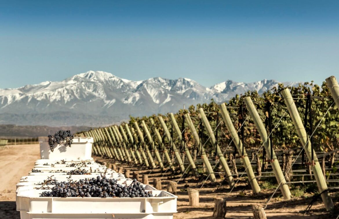 Argentina Has A Delicious Wine Secret, And It’s Not Malbec