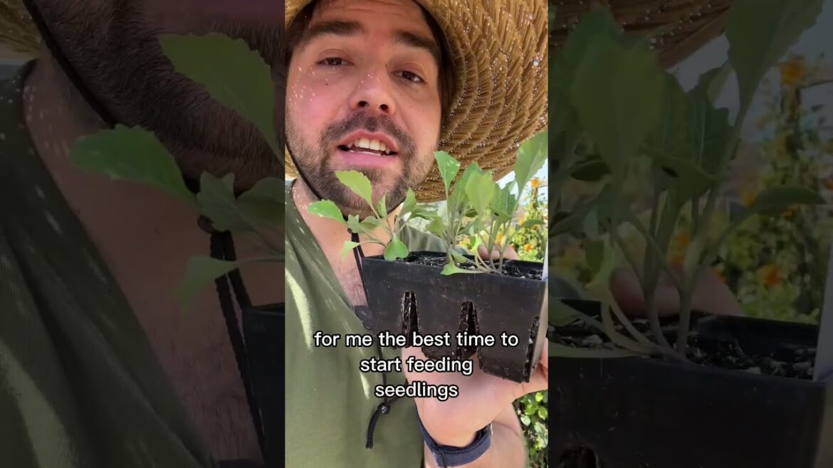 Fertilizing Seedlings: How and When