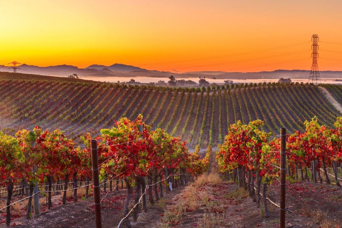 A Beginner’s Guide To California Wine—And The Regions To Know