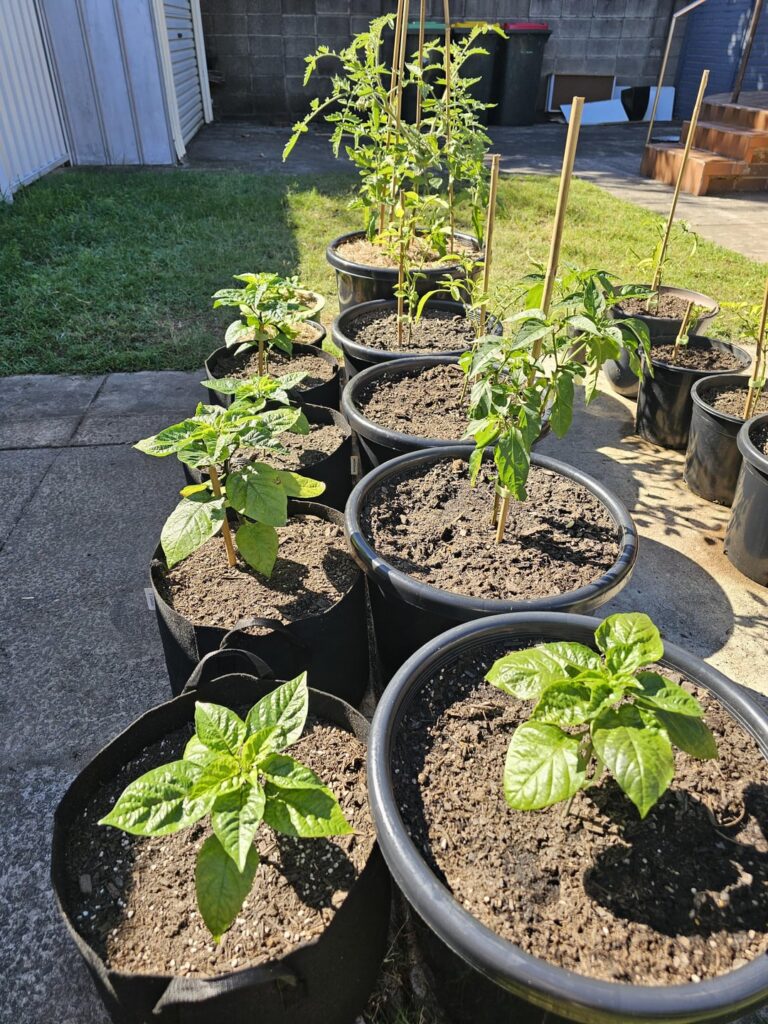 5 Reapers moved outside. π± (Re-pot or leave in growbags?) 5 Reapers moved outside. π± (Re-pot or leave in growbags?)