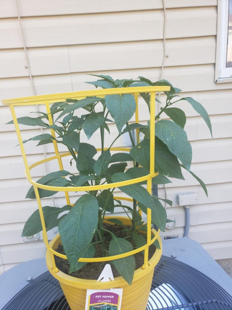 Cheated bought these jalapeños yesterday