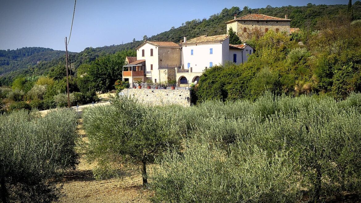 Languedoc Extra Virgin Olive Oil Receives PDO Certification Olive Oil Times