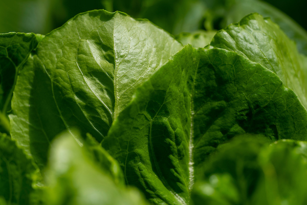 Lettuce leaves at a hydroponic farm. Participants of the Aug. 20 Mediterranean diet cooking class will learn how to prepare foods based on the Mediterranean diet 