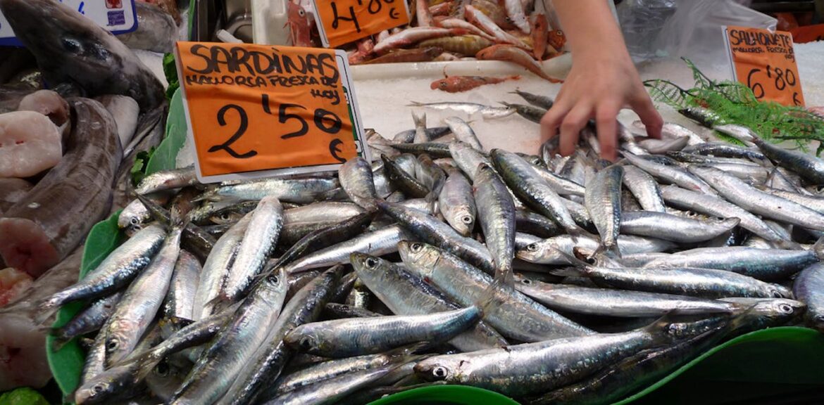 Lessons from North Atlantic could help save fish in the Mediterranean Lessons from North Atlantic could help save fish in the Mediterranean