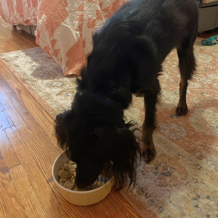 Black dog eating food from a white bowl.