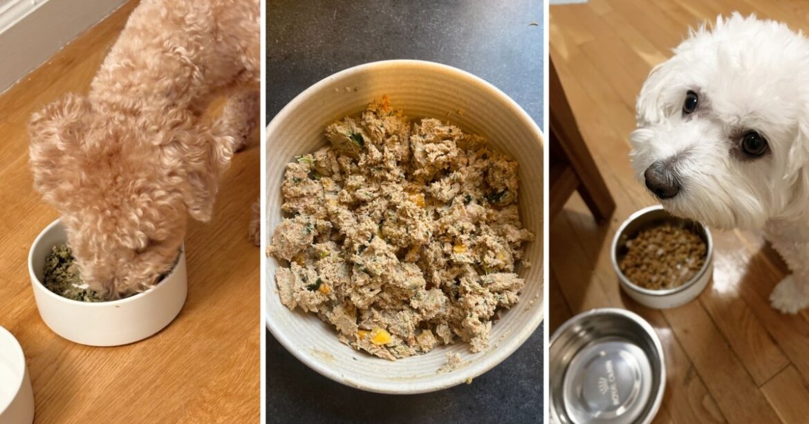 The Best Dog Food Delivery Services of 2025, According to Vets