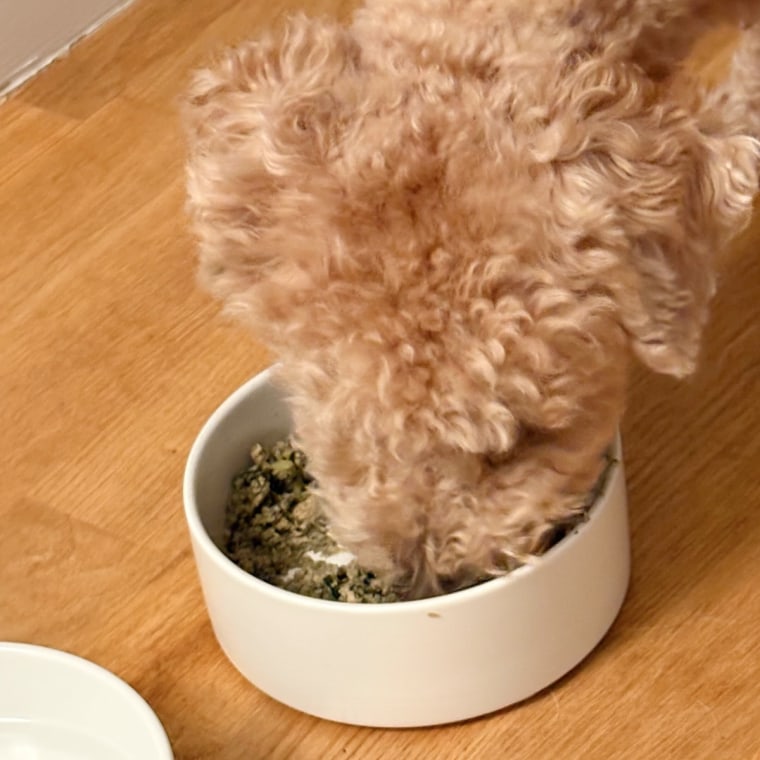 Small brown dog eating dog food from a white bowl.