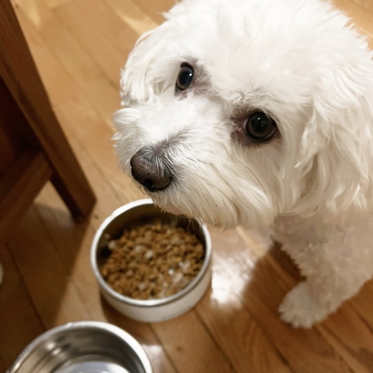 Small white dog eating food from a white bowl