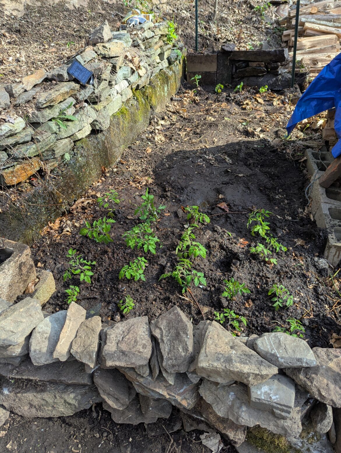 Finally planting some of my tomatoes outside in my first time garden!