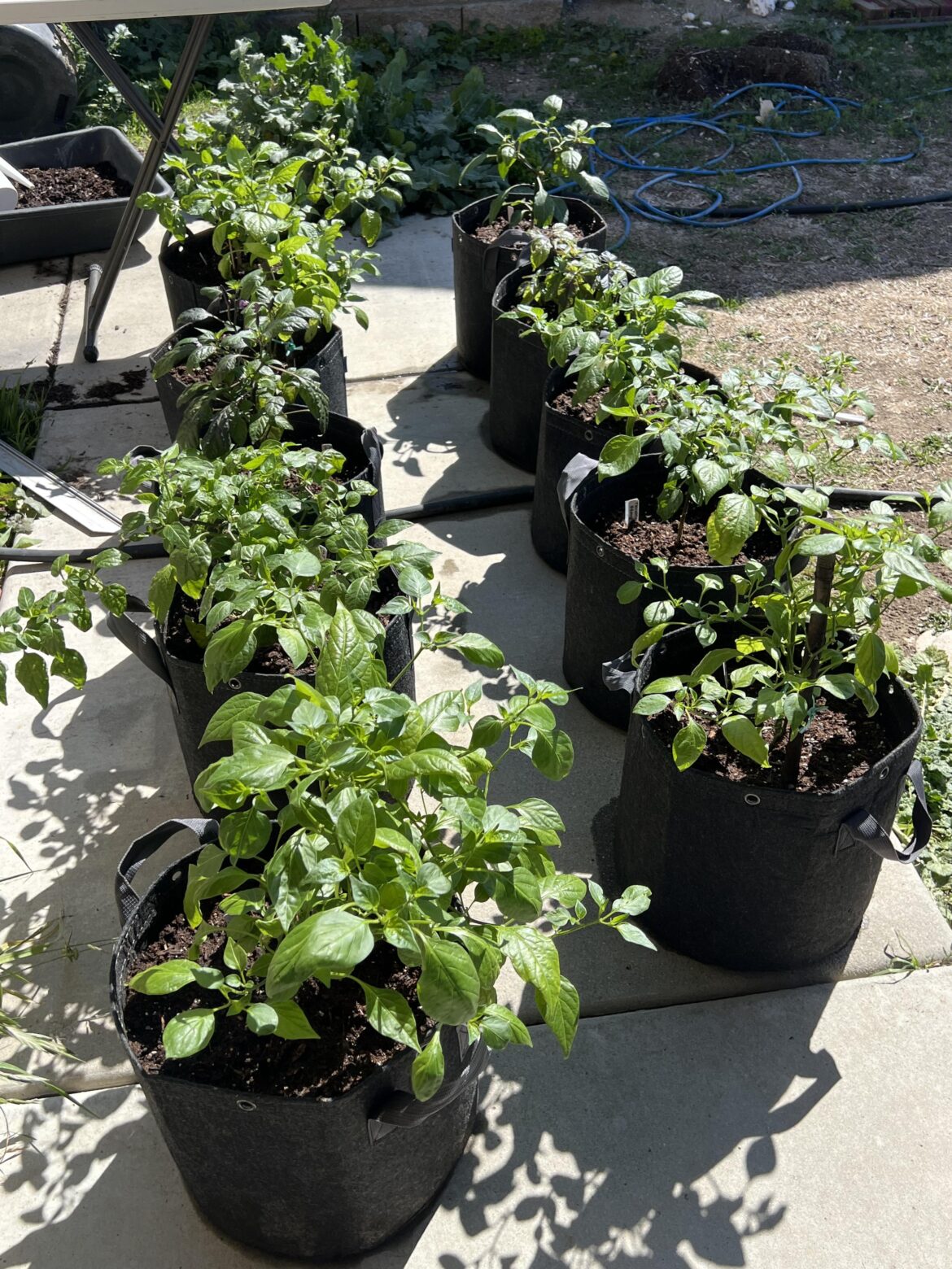 First-time grower – I went a little crazy First-time grower - I went a little crazy