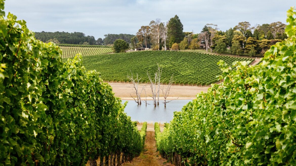 Australia’s best wine regions — and how to visit them Australia’s best wine regions — and how to visit them