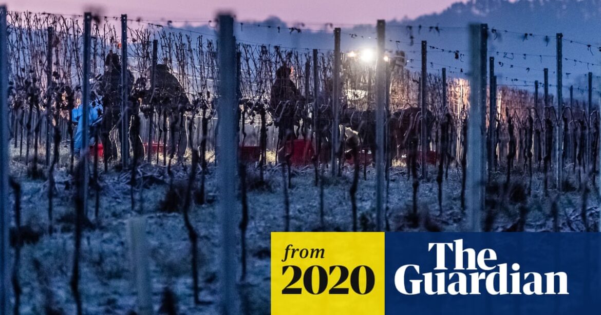 Cold comfort farming: German ice wine maker hails crucial big chill | Germany