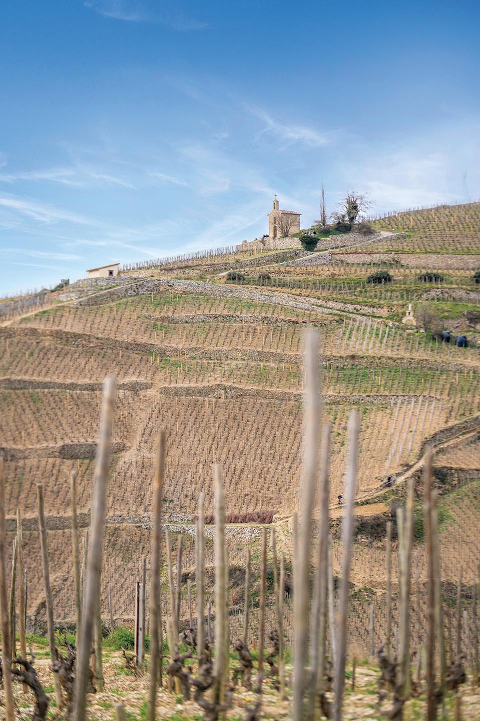 The Syrah fields that produce La Chapelle’s wines.