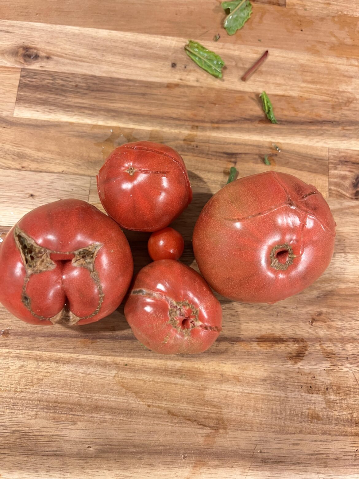 Why do my tomatoes have buttholes Why do my tomatoes have buttholes