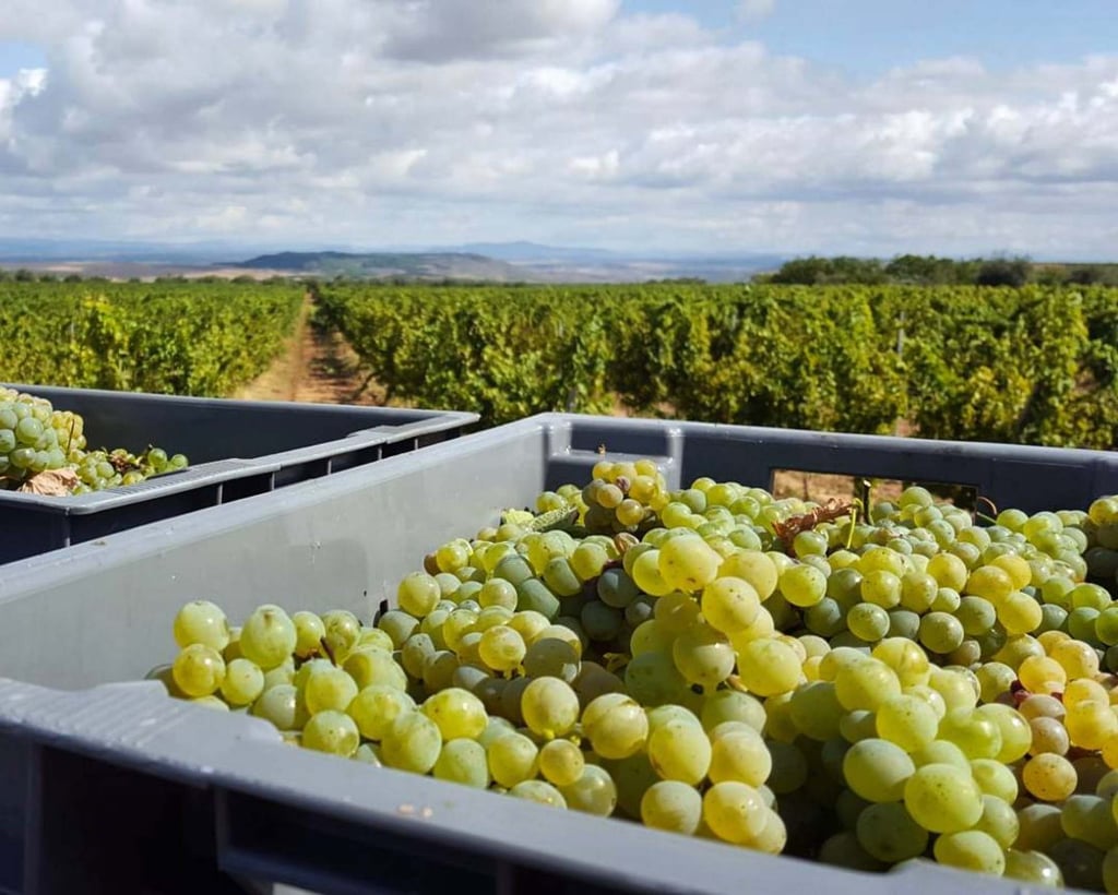 Harvest time at Bodegas Nestares Eguizabal in La Rioja, Spain. The wine estate’s co-owner Maria Jose Nestares says installing wind turbines to produce energy for faraway cities is “unfair”. Photo: Instagram/bodegasnestareseguizabal