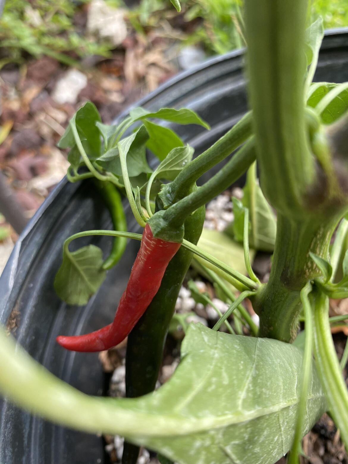 Alright guys what can I make with one single cayenne pepper