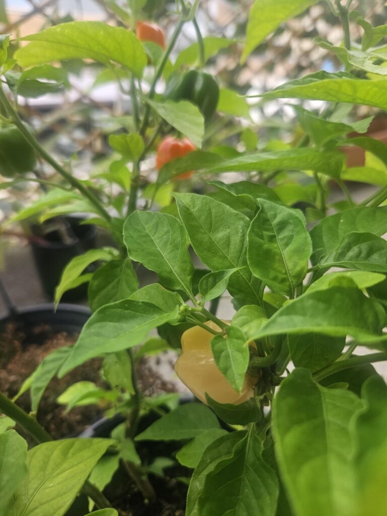 Yellow/White Habanero? Yellow/White Habanero?