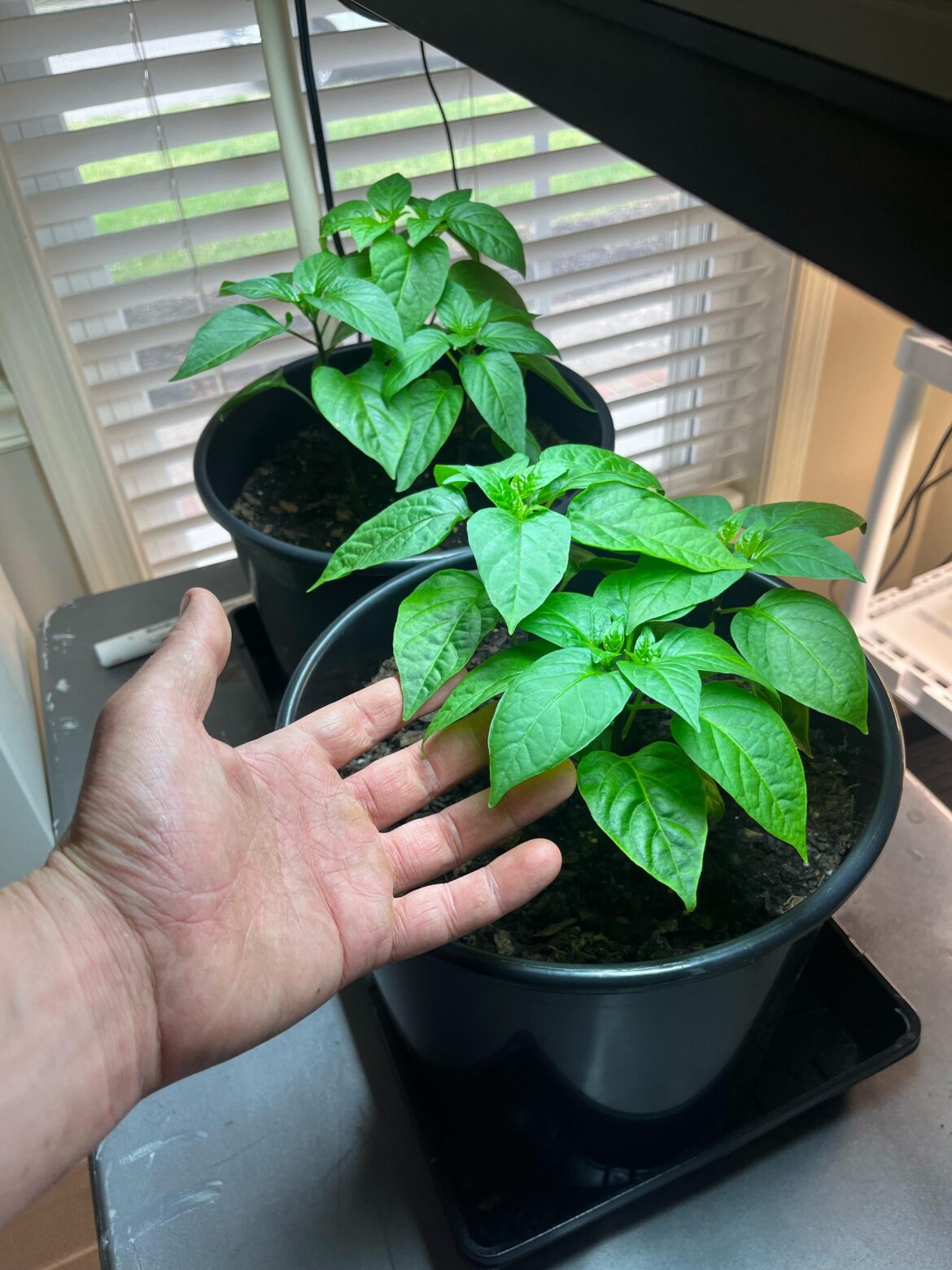 First timer.. rate my plants