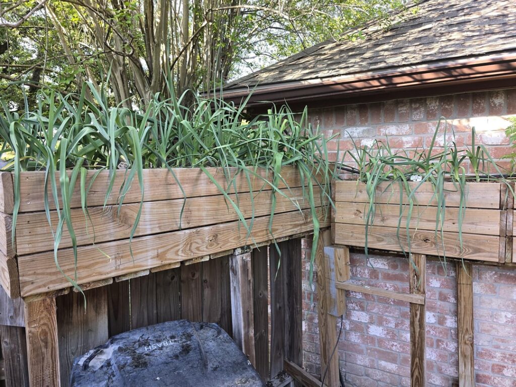 Are other forms of alliums accepted here? Are other forms of alliums accepted here?