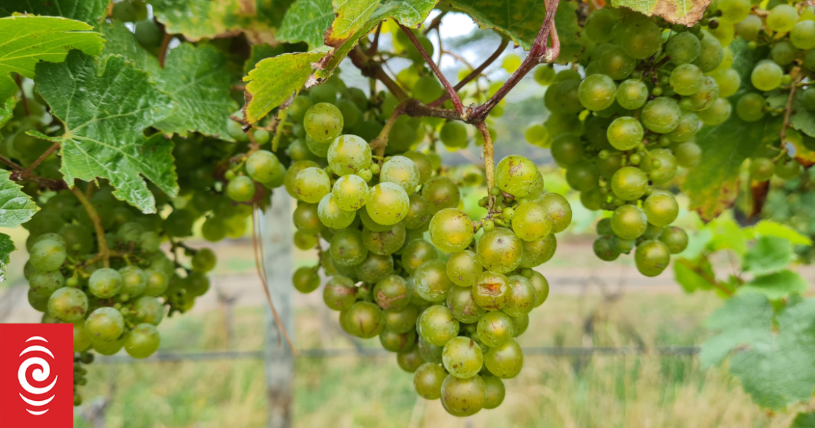 Wine makers ask growers to leave some grapes unpicked in Marlborough