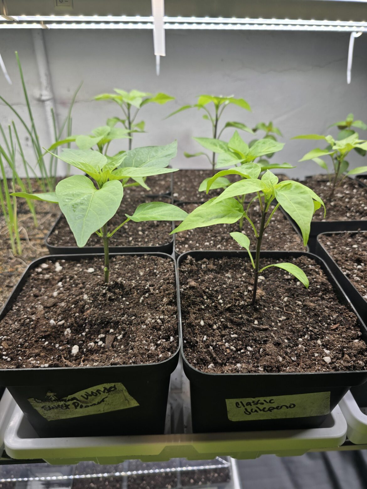 Pepper leaves slowly yellowing..