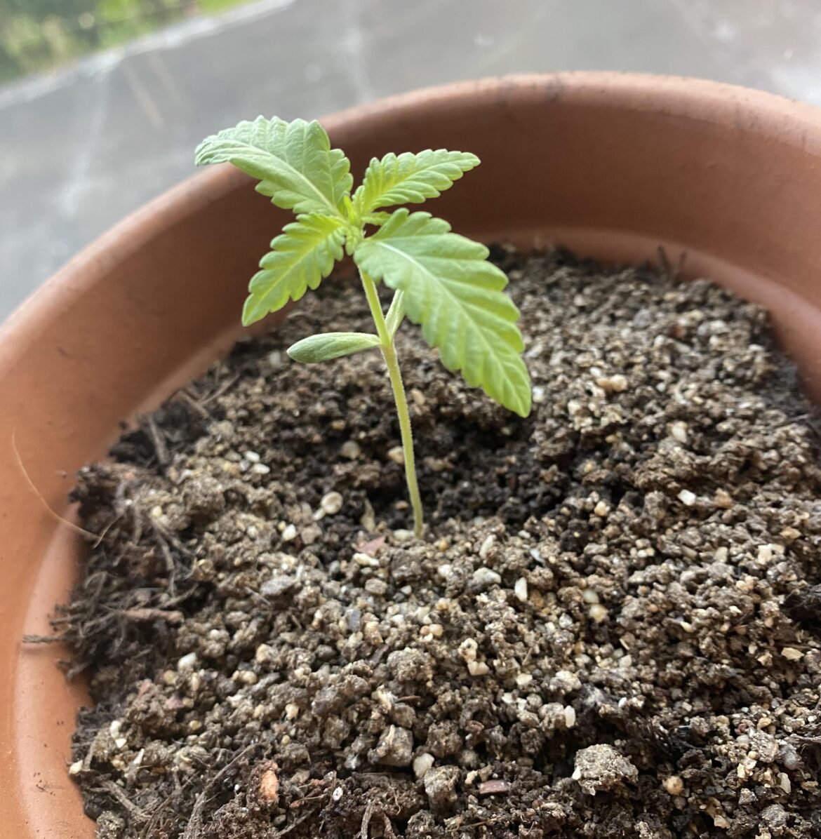 What on earth is going on with this ‘scotch bonnet’ plant?