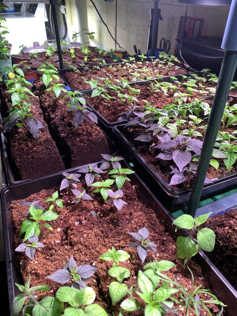 Seedlings Mid-transplant