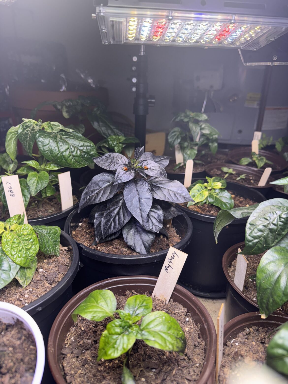 A couple lady bugs hanging out on my Bonda Ma Jacques Purple plant
