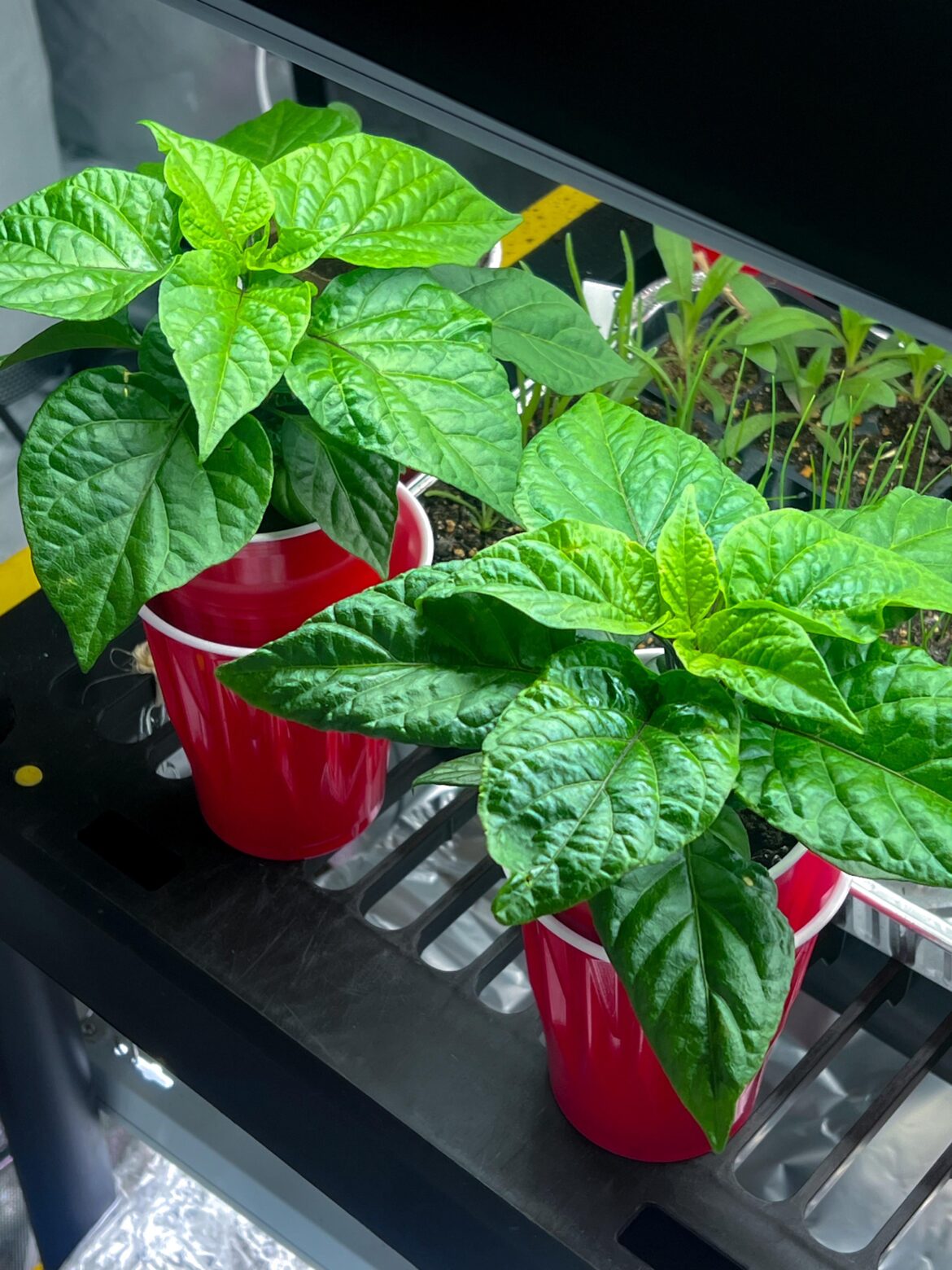 Pick one: 7 Pot Douglah Peachy or Reaper? Pick one: 7 Pot Douglah Peachy or Reaper?