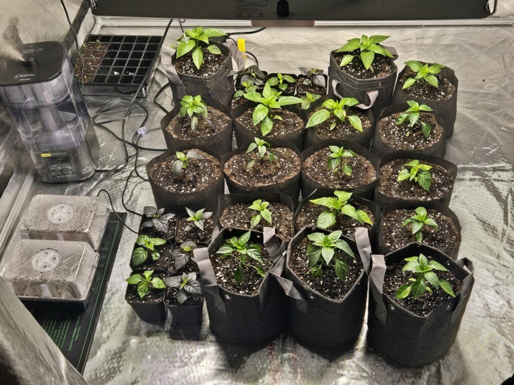 Had zero idea what i was doing at first, plants went through everything possible and are starting to turn around Had zero idea what i was doing at first, plants went through everything possible and are starting to turn around