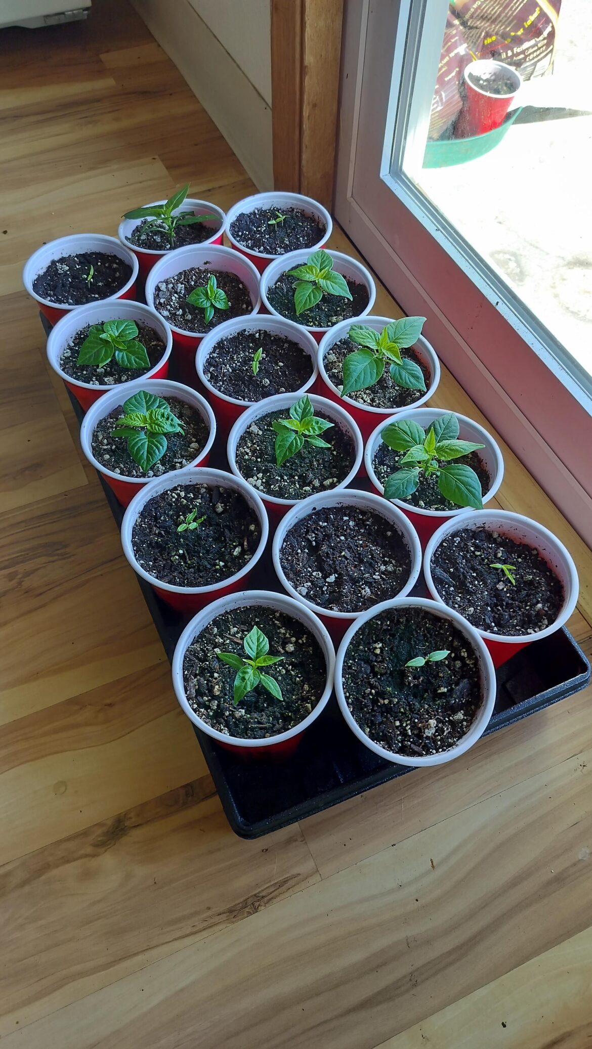 2nd attempt growing from seed, learned a lot.