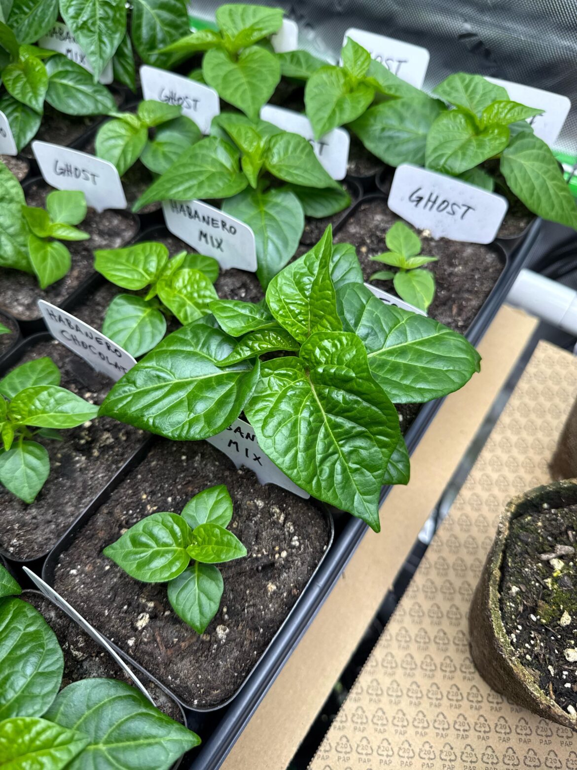 What’s Your Favorite Pepper?