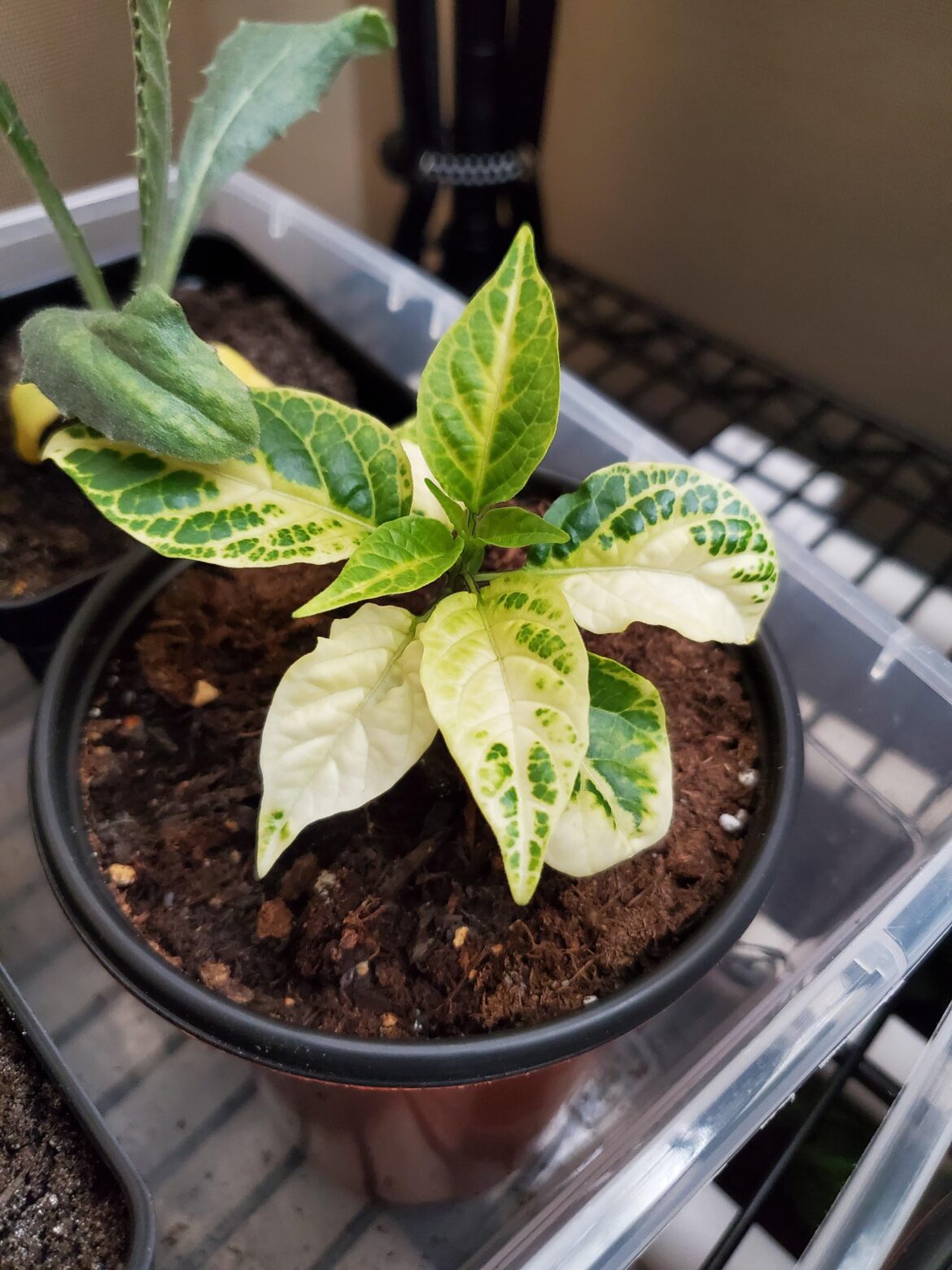 Varigated fruity volcano