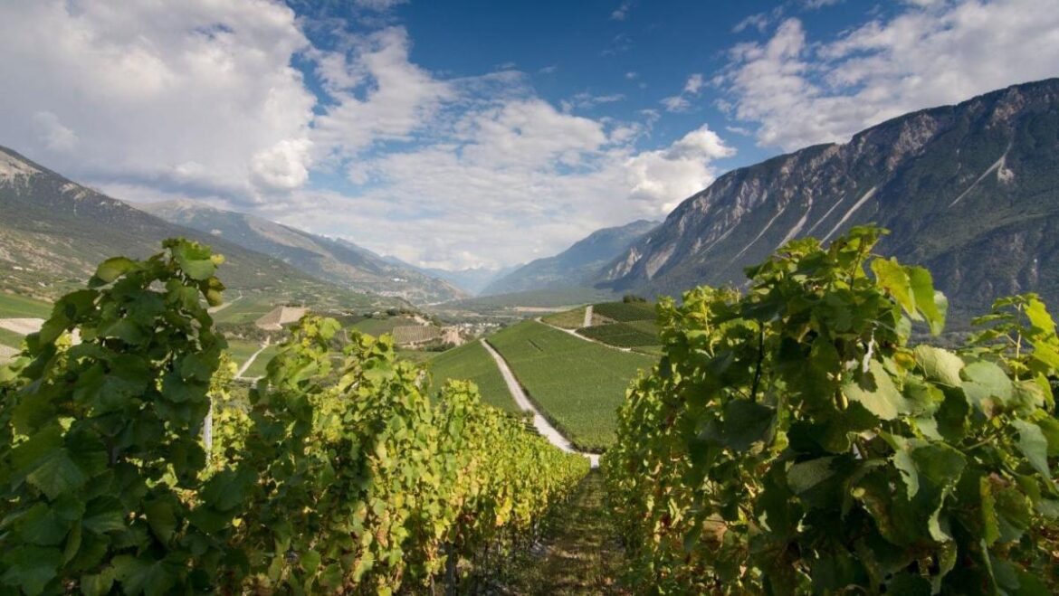 Drop in alcohol consumption in France driven by wine, study says