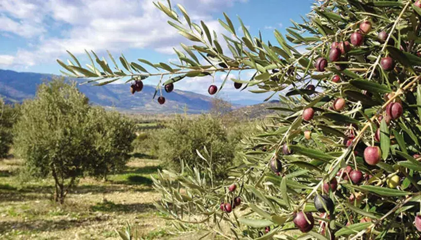 Olive oil at risk: Climate change threatens Mediterranean’s ‘liquid gold’