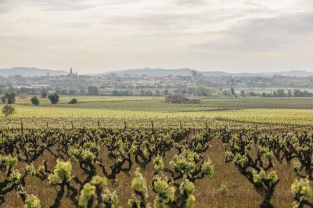 Viñeda de la Familia Torres de la recuperada variedad moneu