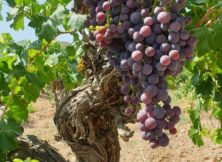 Otro tipo de uva es les pedrisses de Lagravera