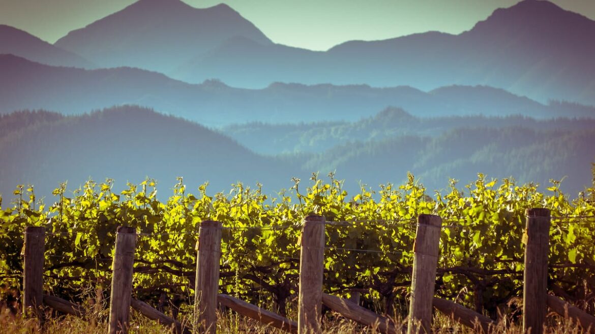 Climate change: NZ wine industry tackling carbon footprint