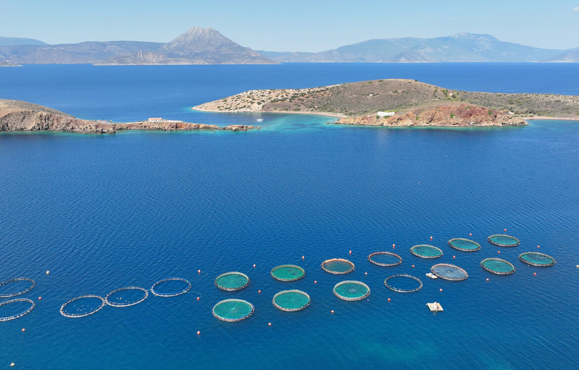 Greece-based firm IRIDA group expects profitability surge for Mediterranean aquaculture Greece-based firm IRIDA group expects profitability surge for Mediterranean aquaculture
