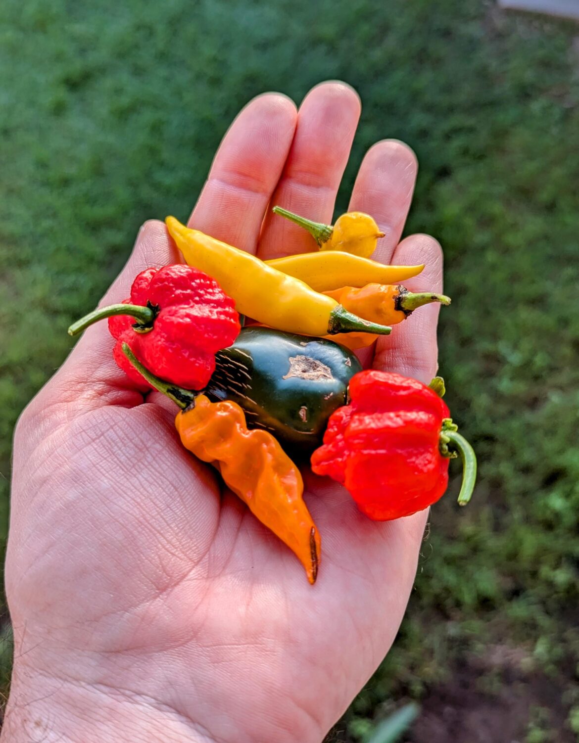 First time harvest 🌶️