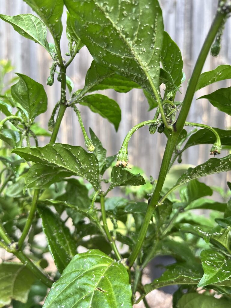 What is this on my Carolina reaper?