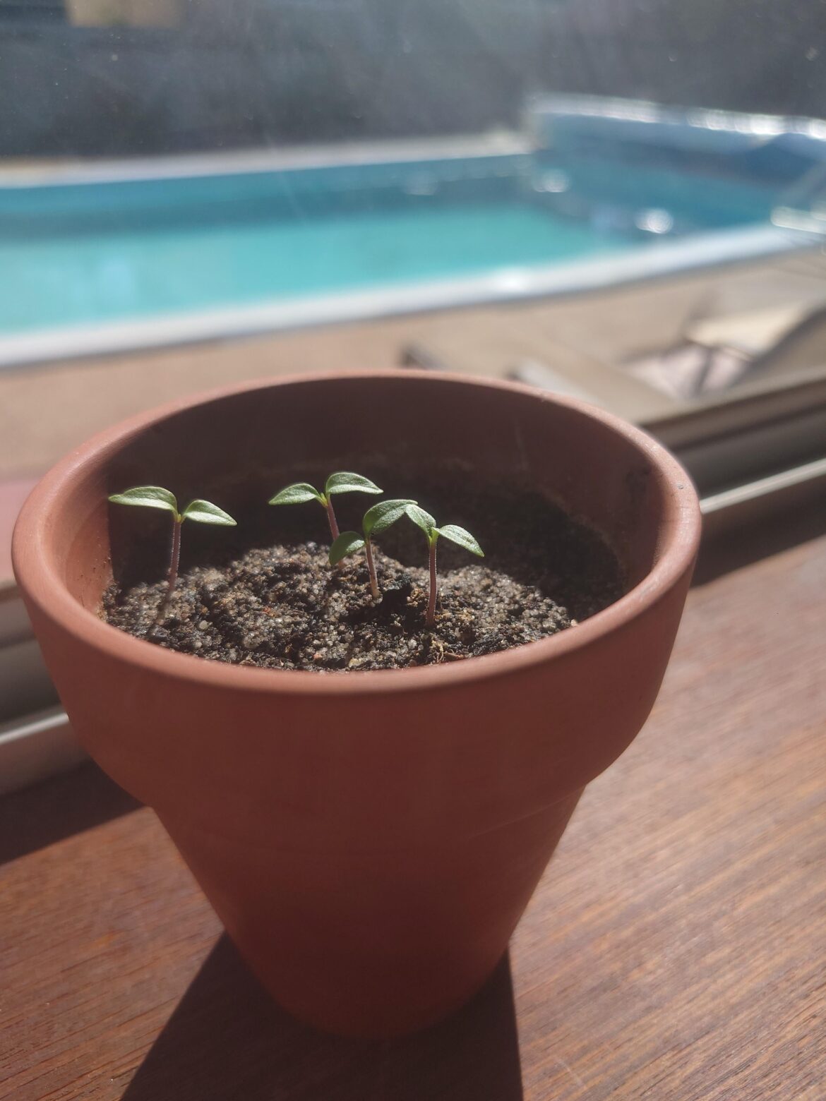 Best way to separate seedlings