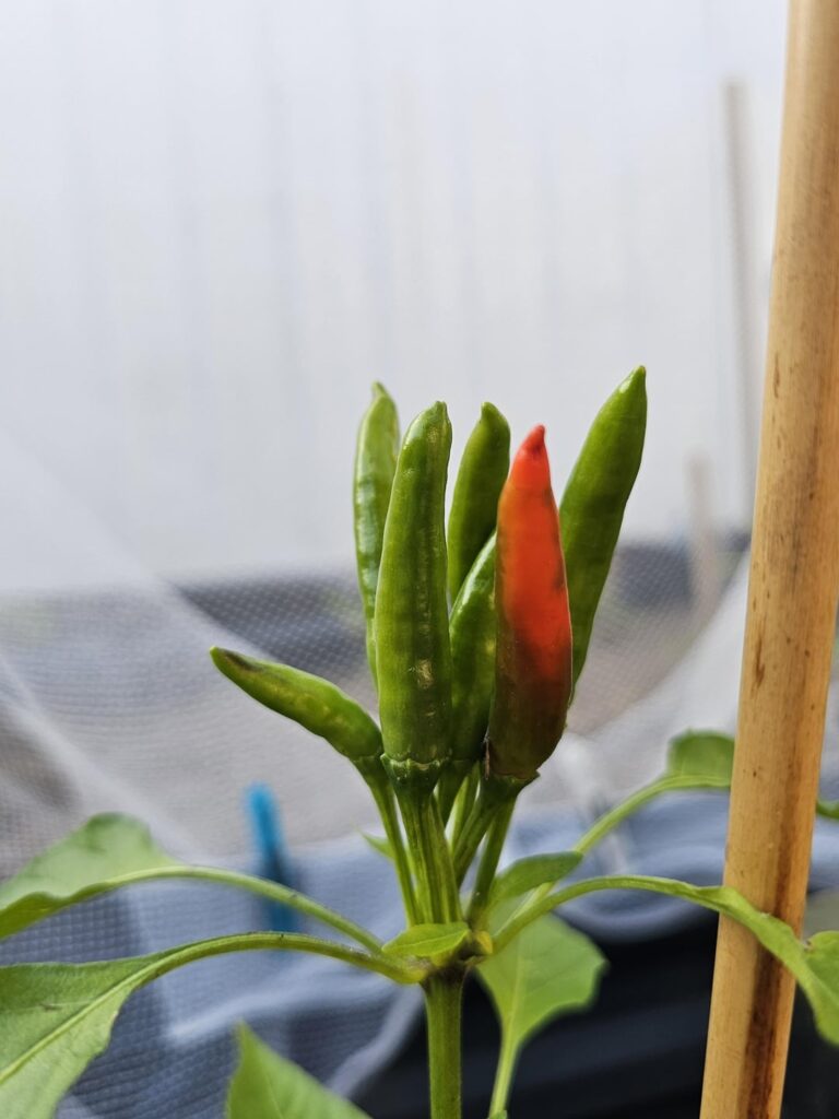Ripening peppers look wicked! Post your pictures ⬇️