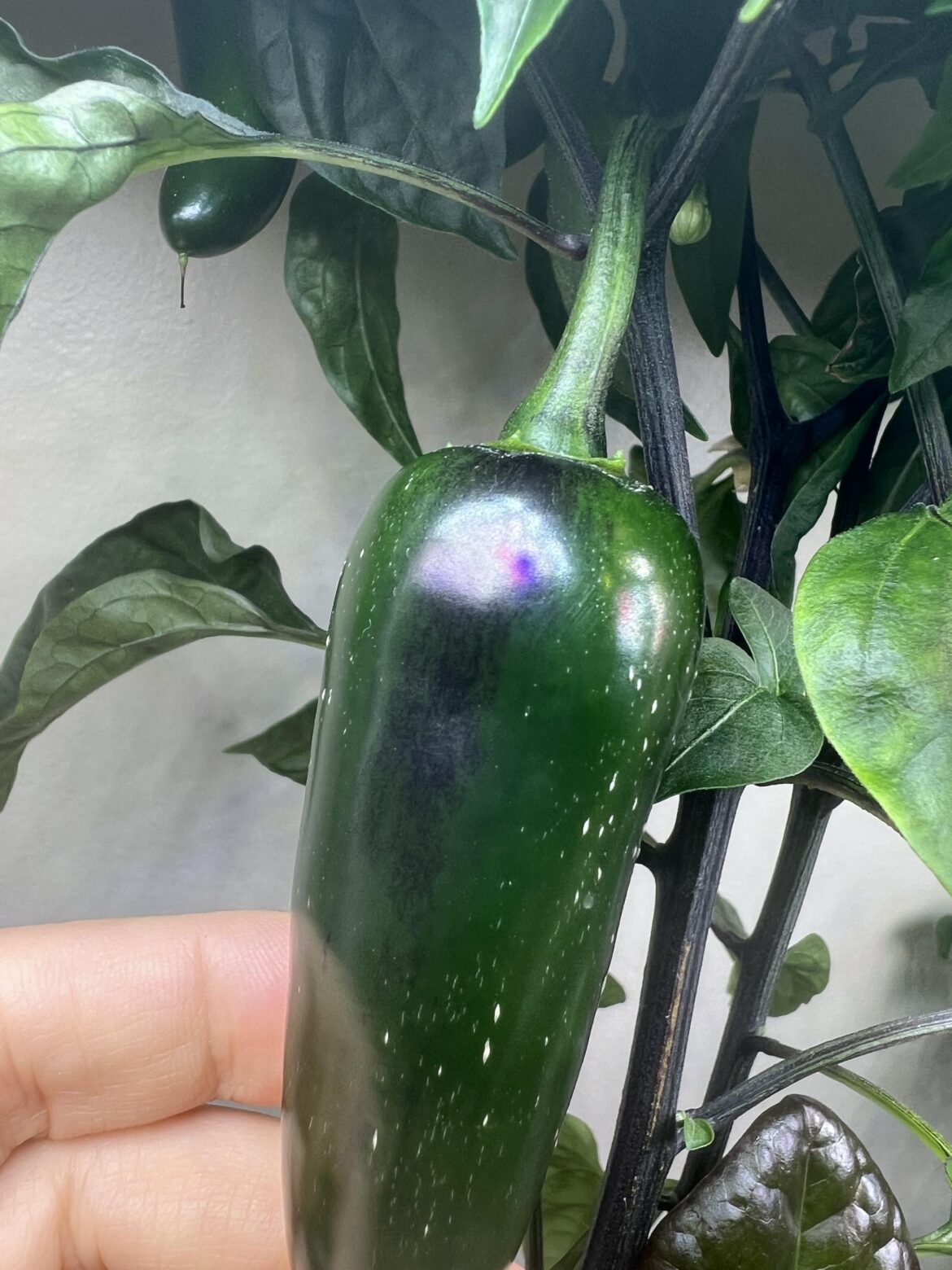 Jalapenos, do they look ok ?