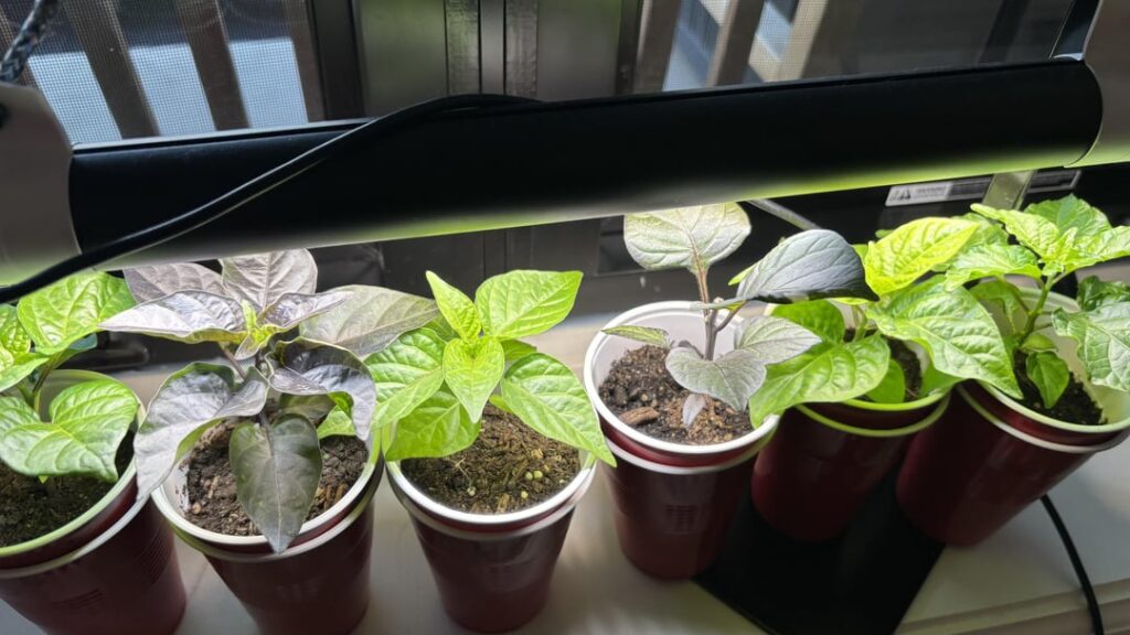 why is my topped naga smoky rainbow not growing?