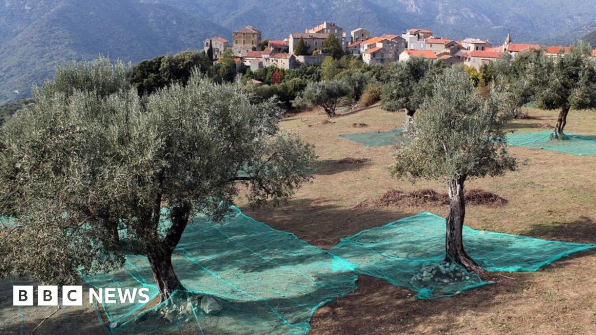 France acts against olive disease outbreak in Corsica Plant destruction in Propriano, Corsica, 27 Jul 15